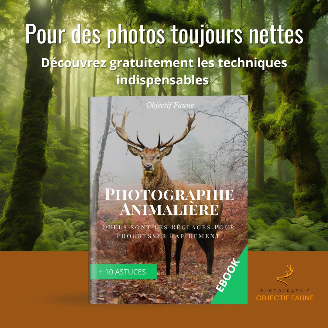 Ebook gratuit photo animalière