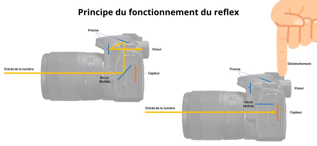 Principe du fonctionnement du reflex