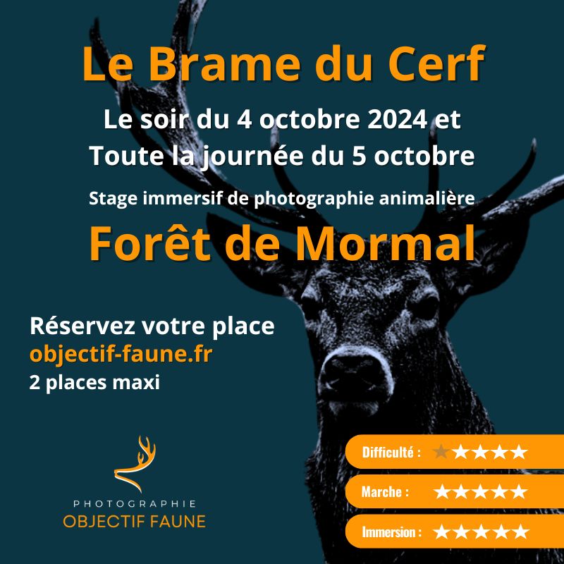 Le Brame du cerf Stage photo animalière