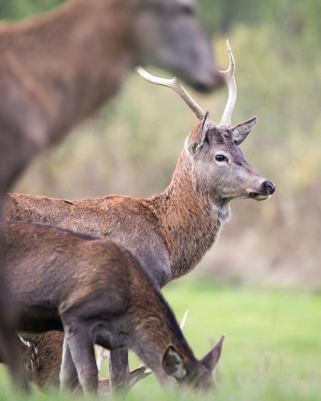 brame du cerf en prairie