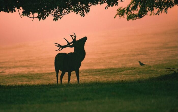 Photographie animalière d'un cerf