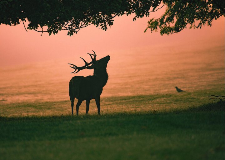 Photographie animalière d'un cerf