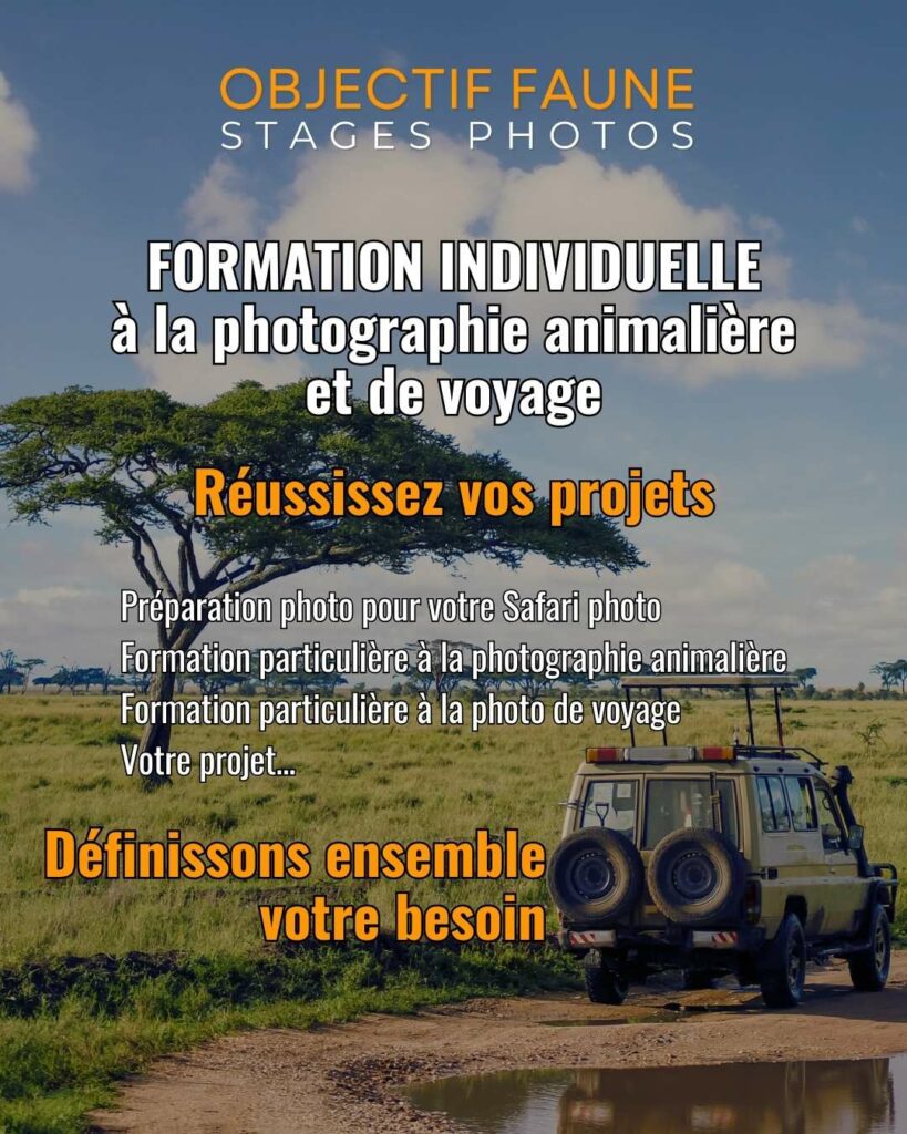 stage photo animalier individuel