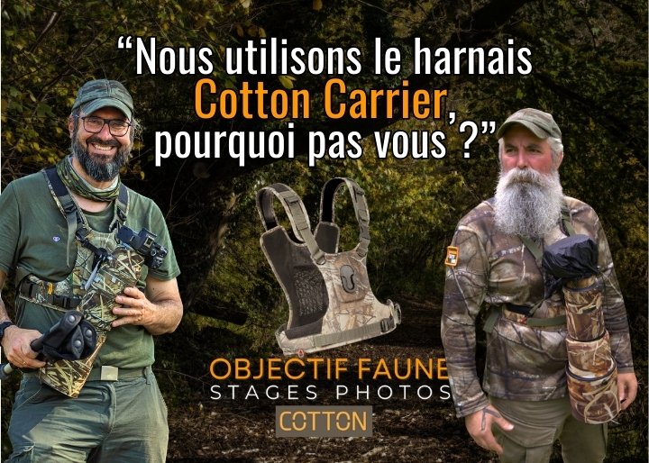 harnais Cotton Carrier porté par 2 photographes