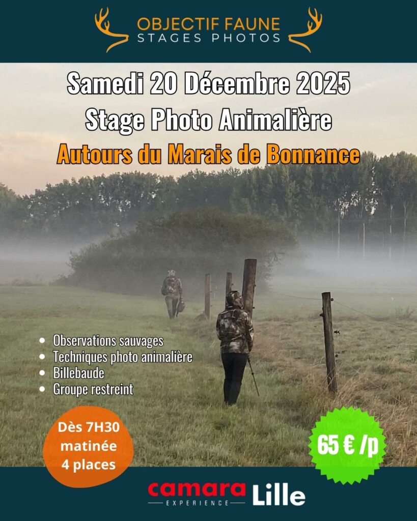 Stage photo nord animalier 201225