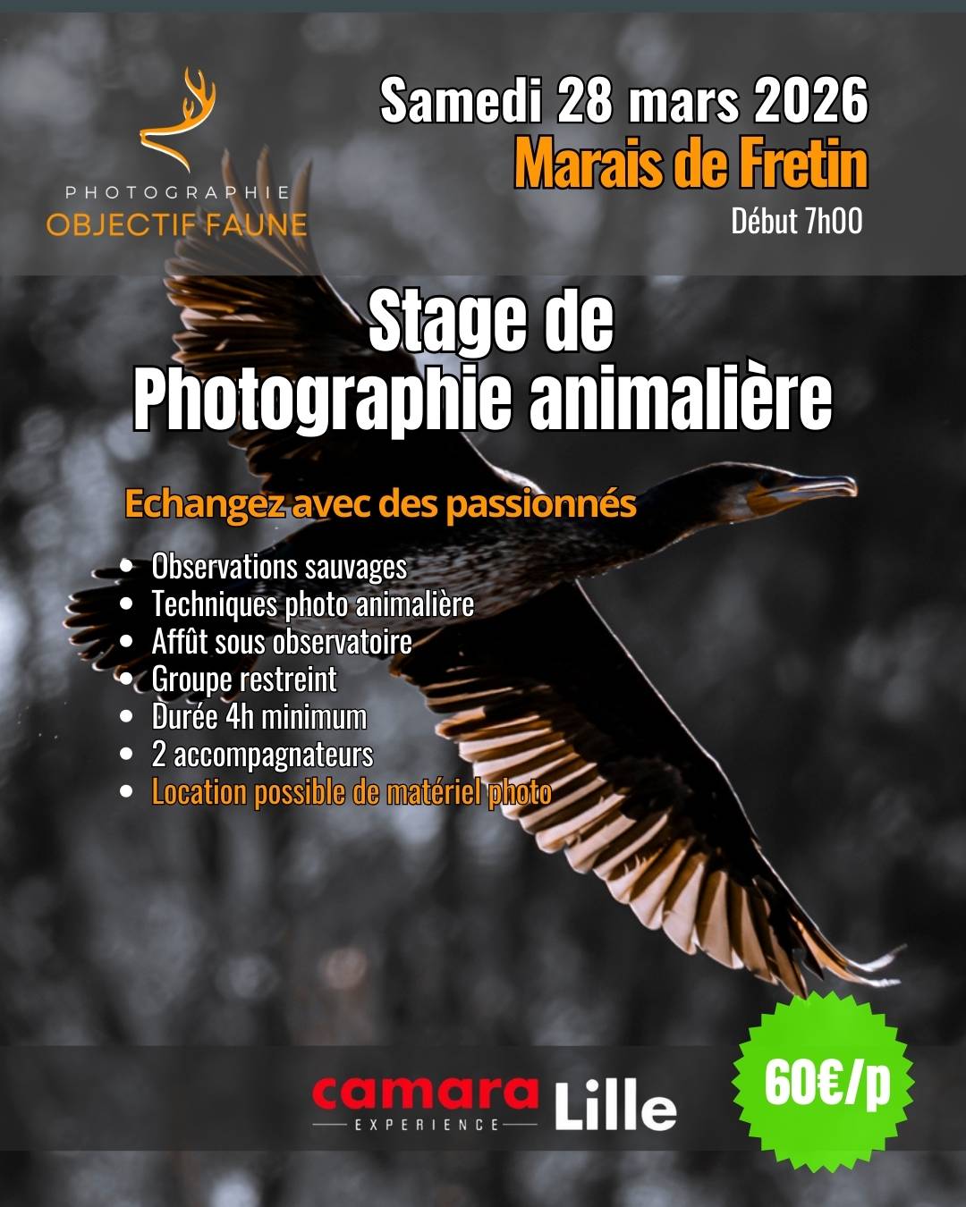 Stage photo animalière du nord de france - Fretin