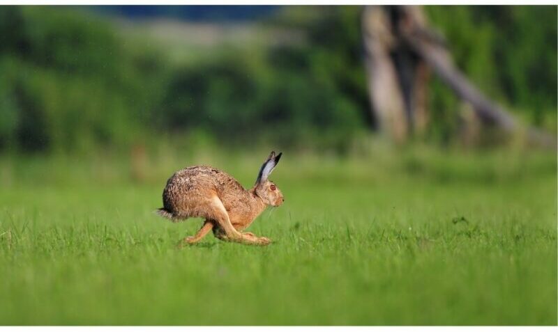 pour le lièvre, la vitesse d'obturation plus rapide pour supprimer le flou de bougé
