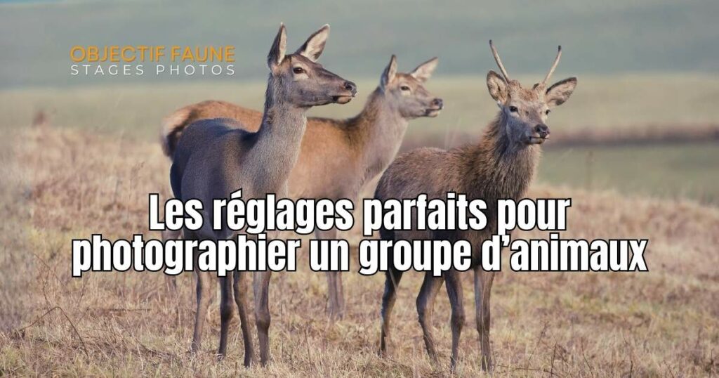 Comment photographier parfaitement des animaux