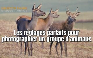 Comment photographier parfaitement des animaux