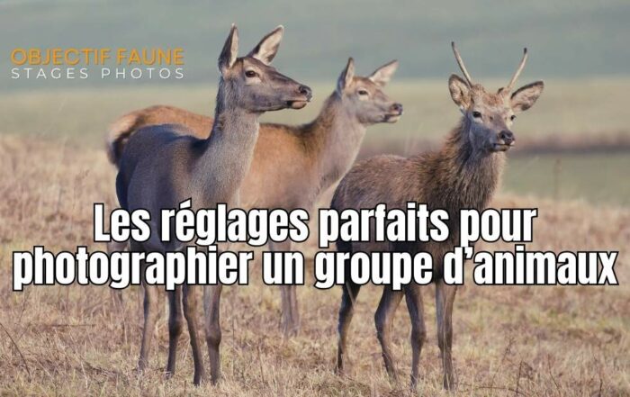 Comment photographier parfaitement des animaux