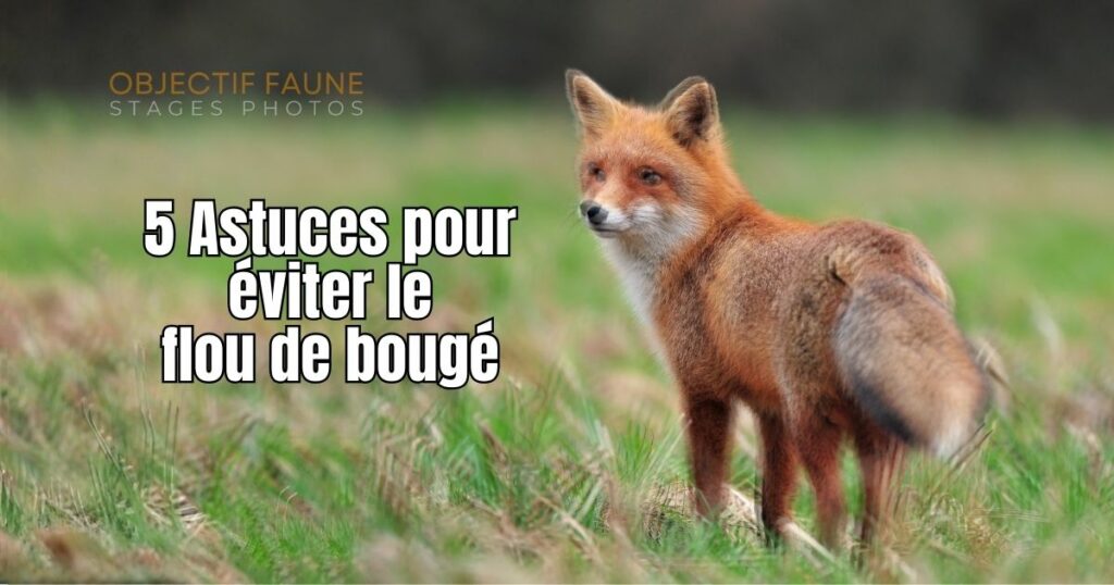 Comment photographier sans flou de bougé