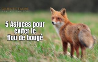 Comment photographier sans flou de bougé