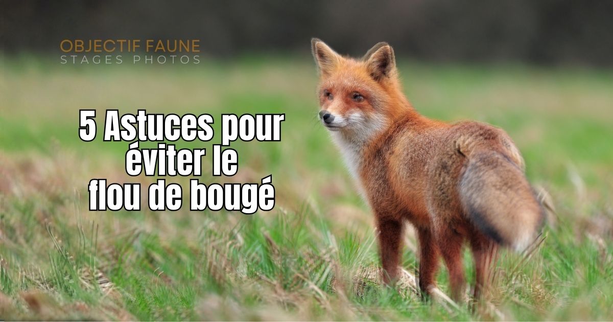 Comment photographier sans flou de bougé