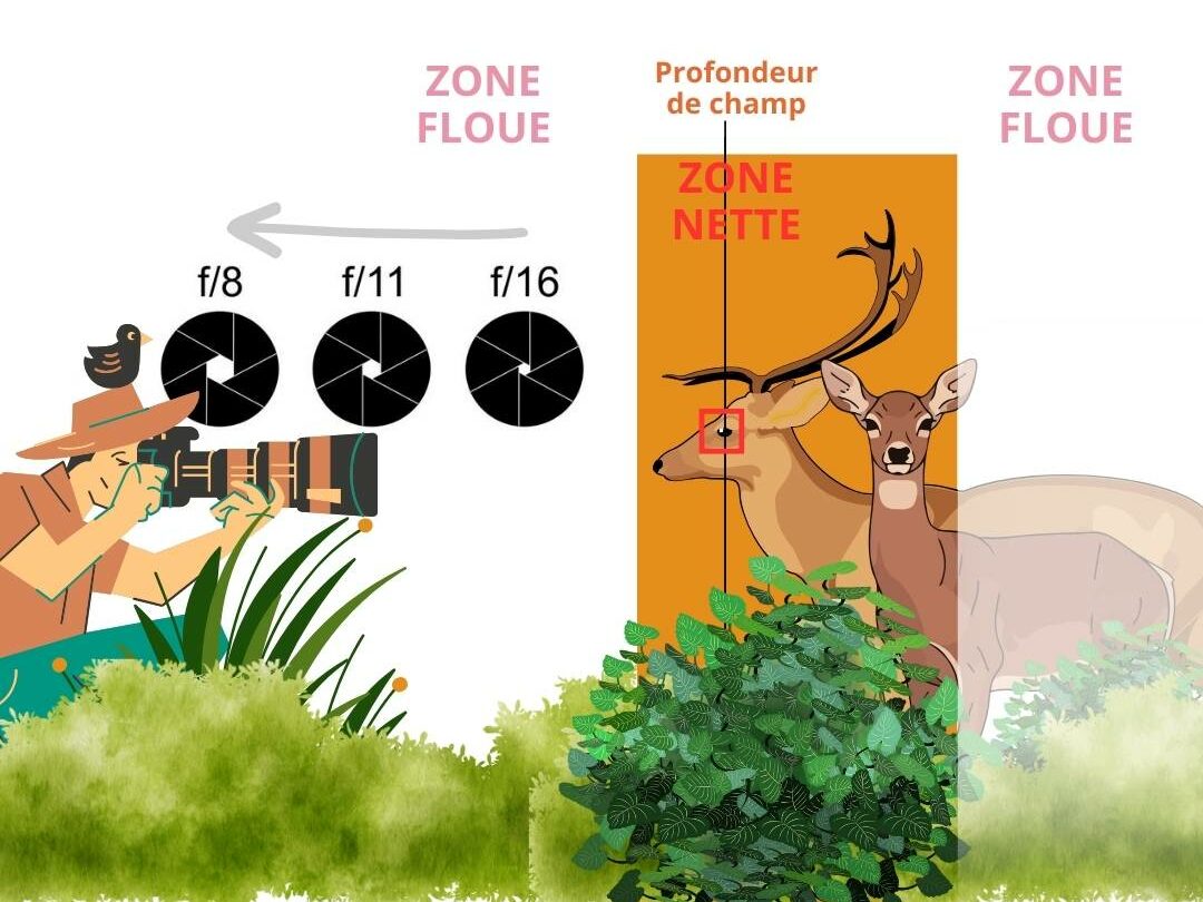 profondeur de champ photographie