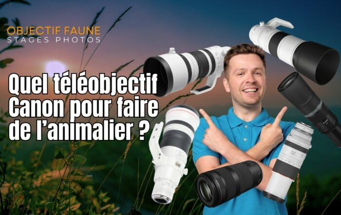 Quel téléobjectif canon pour l'animalier