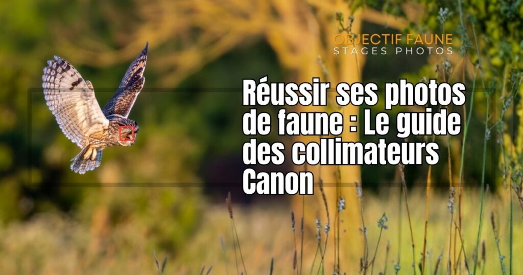 image de mise en avant des réglages autofocus canon animalier