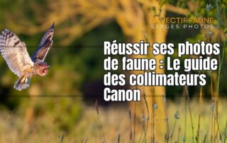 image de mise en avant des réglages autofocus canon animalier