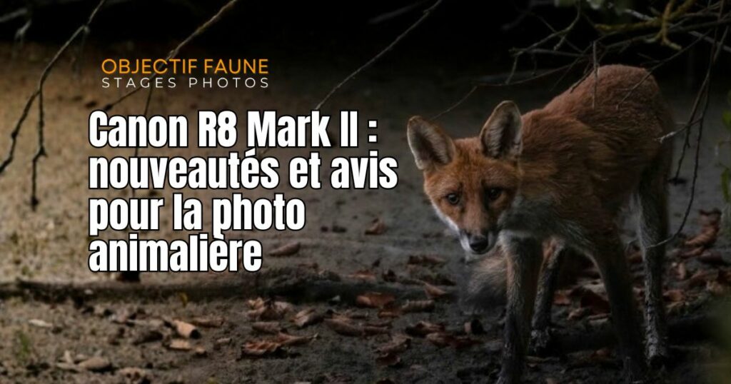Canon R6 Mark II photographie animalière