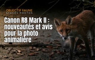 Canon R6 Mark II photographie animalière