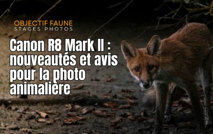 Canon R6 Mark II photographie animalière