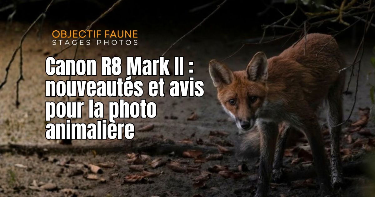 Canon R6 Mark II photographie animalière